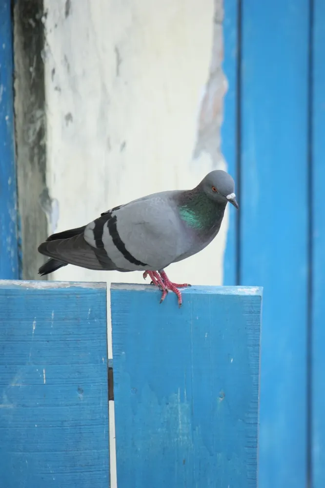 pigeon-6658204_1920